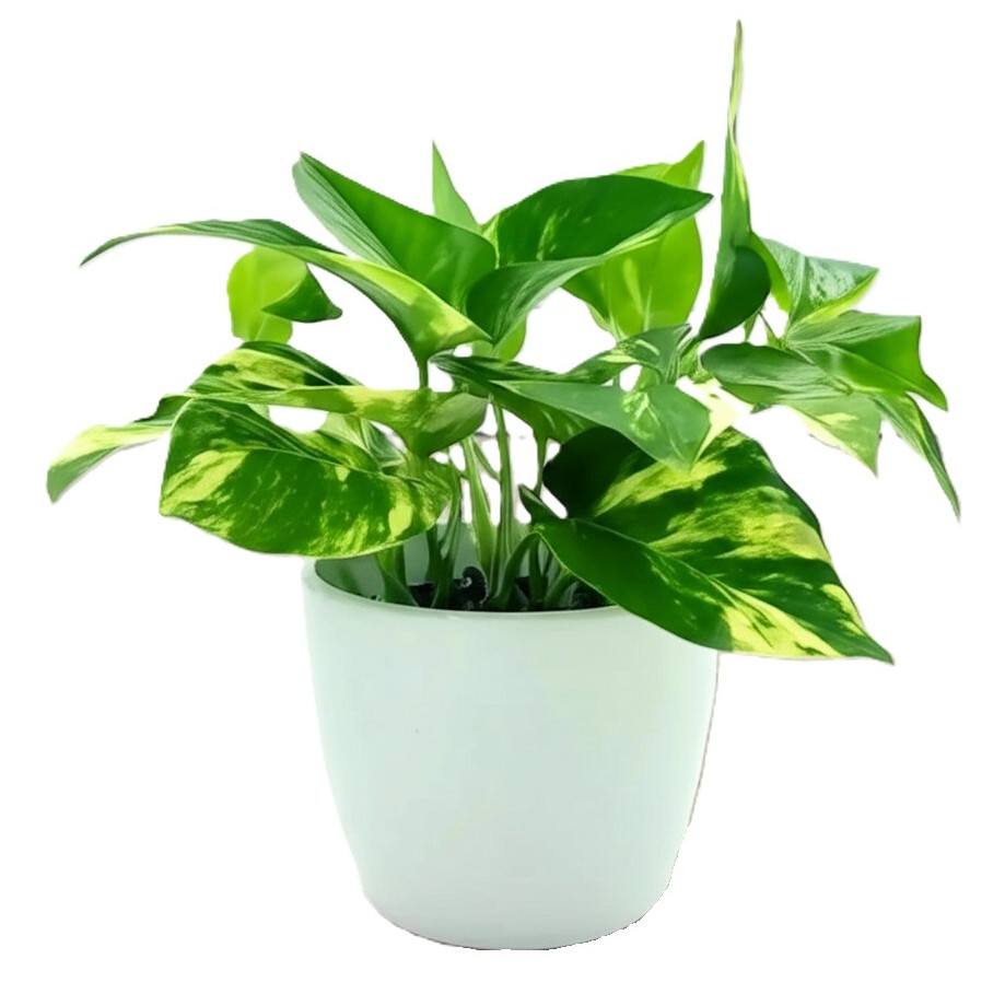 Money Plant